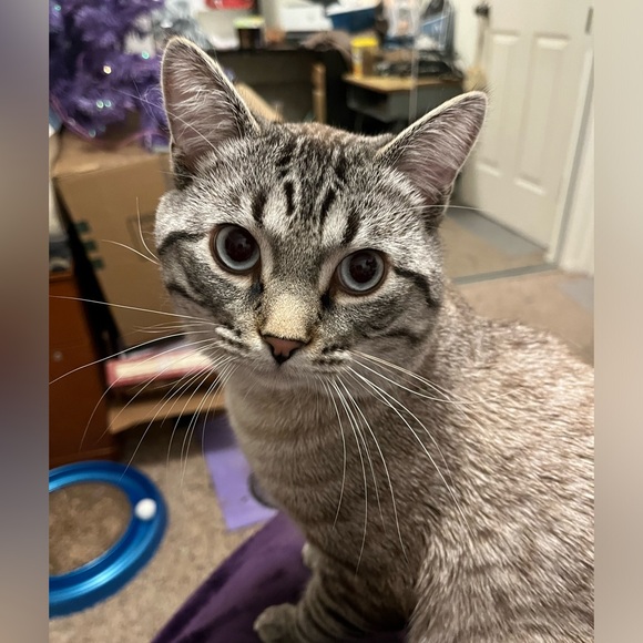 From a pet friendly, smoke free home!! - Picture 2 of 2